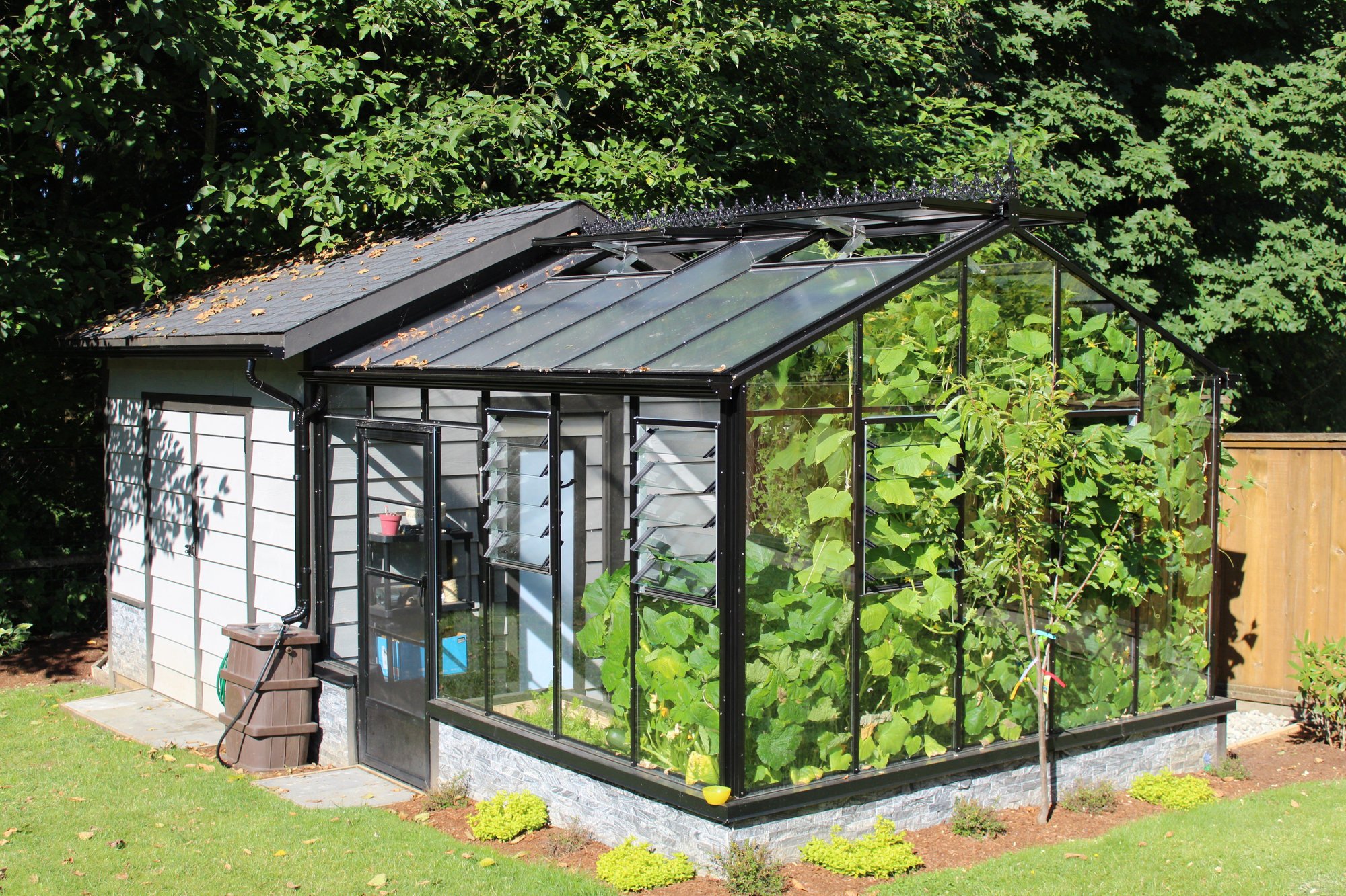 Gable Attached greenhouse attached to a shed with vining plants going up the walls Gable Attached greenhouse attached to a shed with vining plants going up the walls