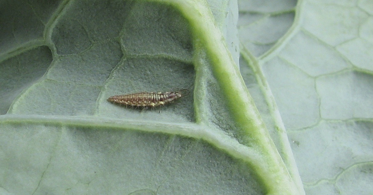 Lacewing-Larva
