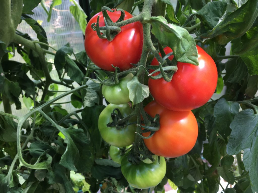 New-Girl-Tomato-1024x768