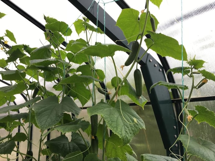 Plants hanging from a basket in a greenhouse