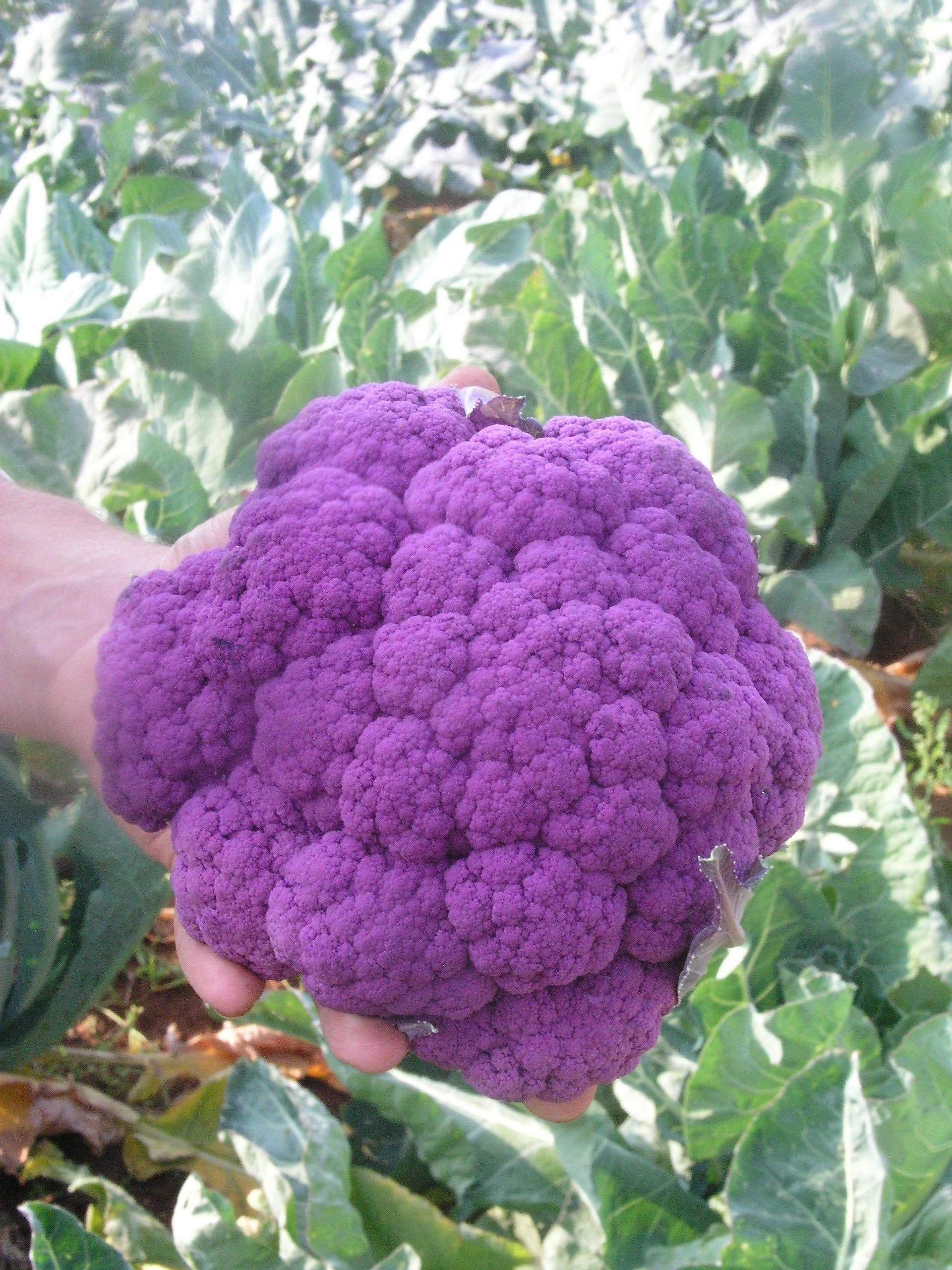 Purple Graffiti Cauliflower