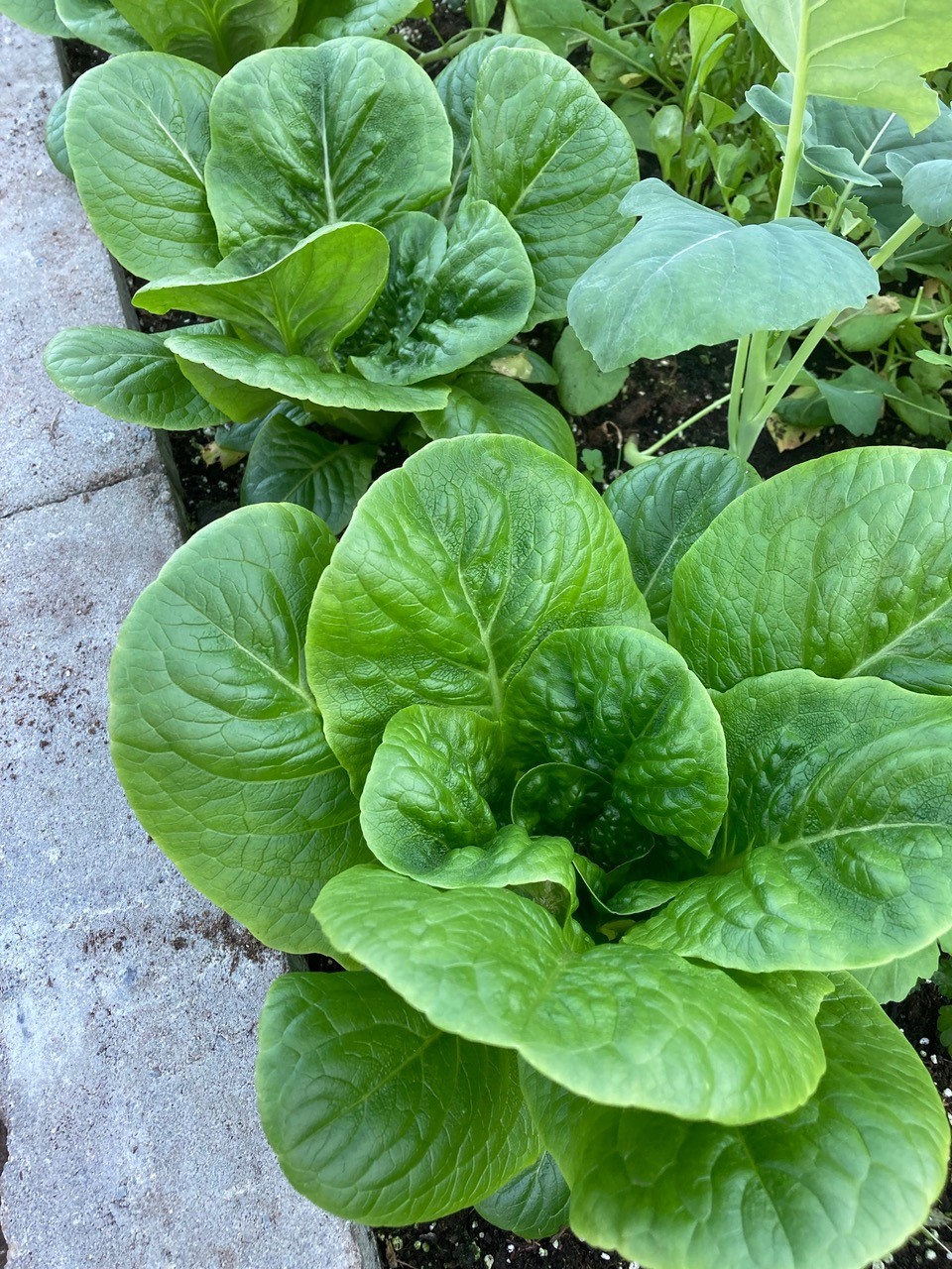Romaine lettuce is robust and crisp in salads-jpg
