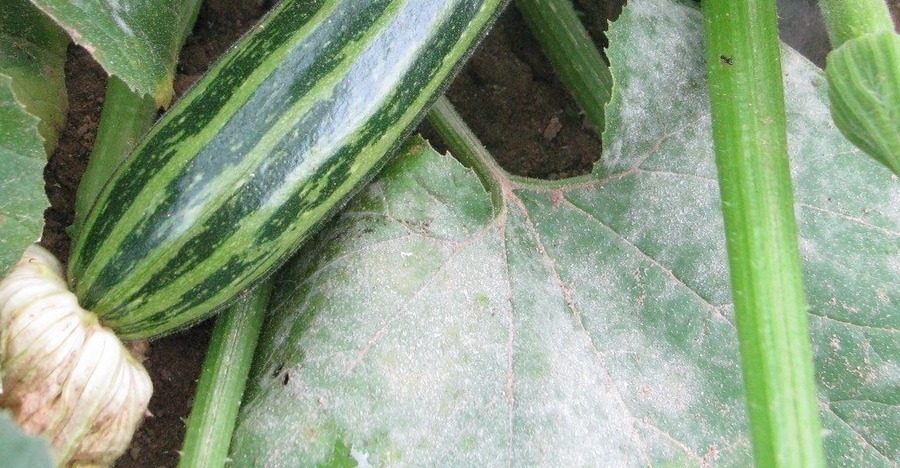 powdery mildew