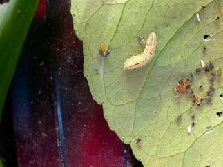 Closer view of orange beneficial (Aphidoletes) and Syrphid was larva (both eat aphids)