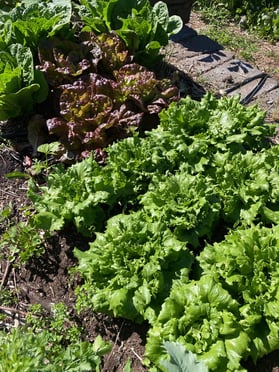 Outdoor Lettuce is plentiful in June but not so common in November