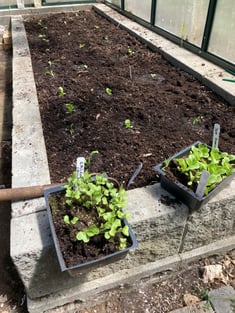 Greenhouse beds emptied out for planting newly started lettuce and cauliflowers