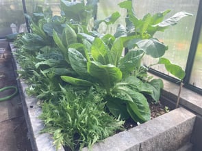 Extreme heat cuases lettuce to bolt