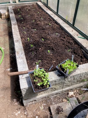 First crop of lettuce and cauliflower