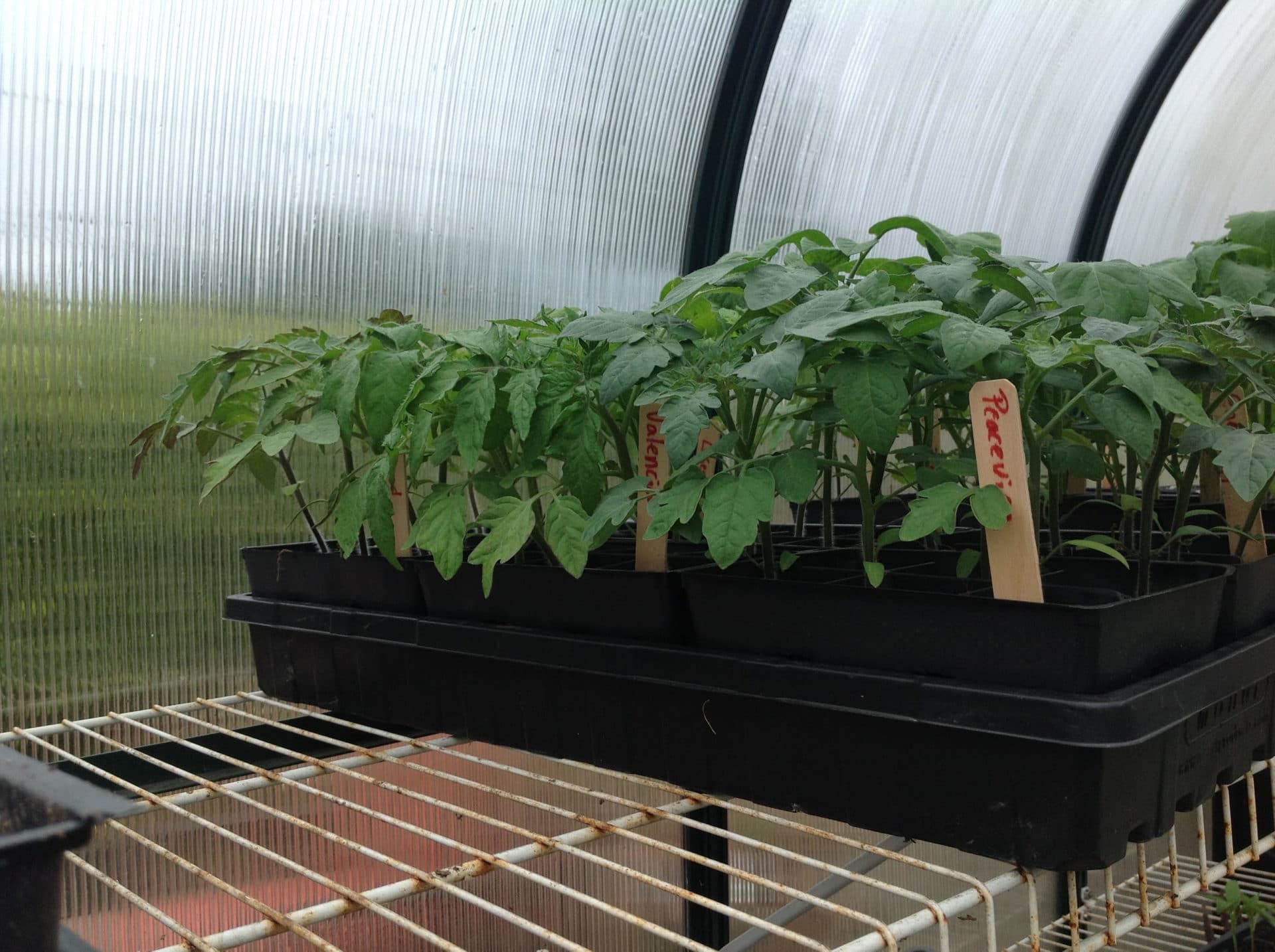 Cucumber starts in seeding pots