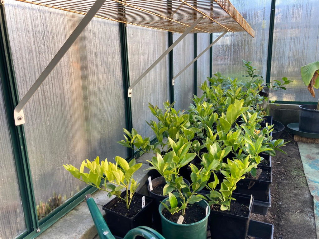 Small lemon trees are overwintered in my smaller cool greenhouse.