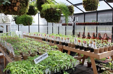 Plants prepped on garden bench