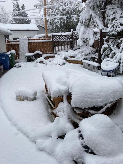 backyard in snow