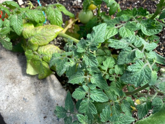 yellowing garden leaves