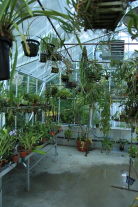 Hanging pots with lush plants