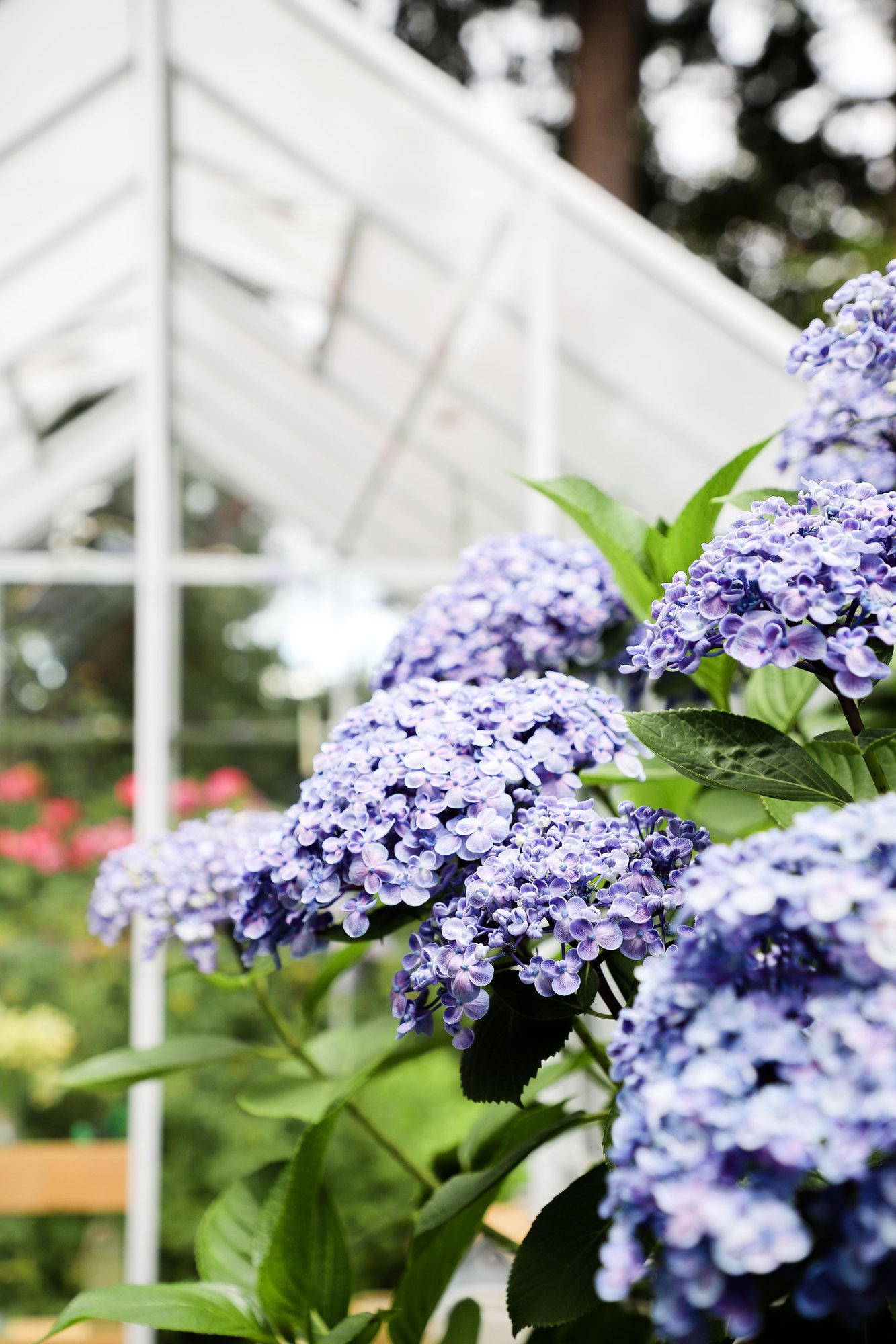 Mixed Glazing Greenhouse