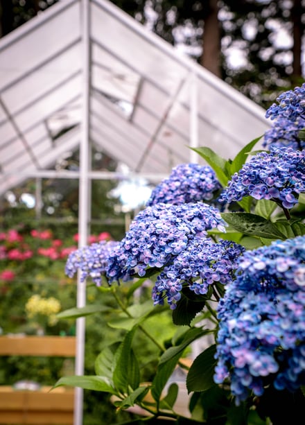 Hydrangeas in front of white greenhouse