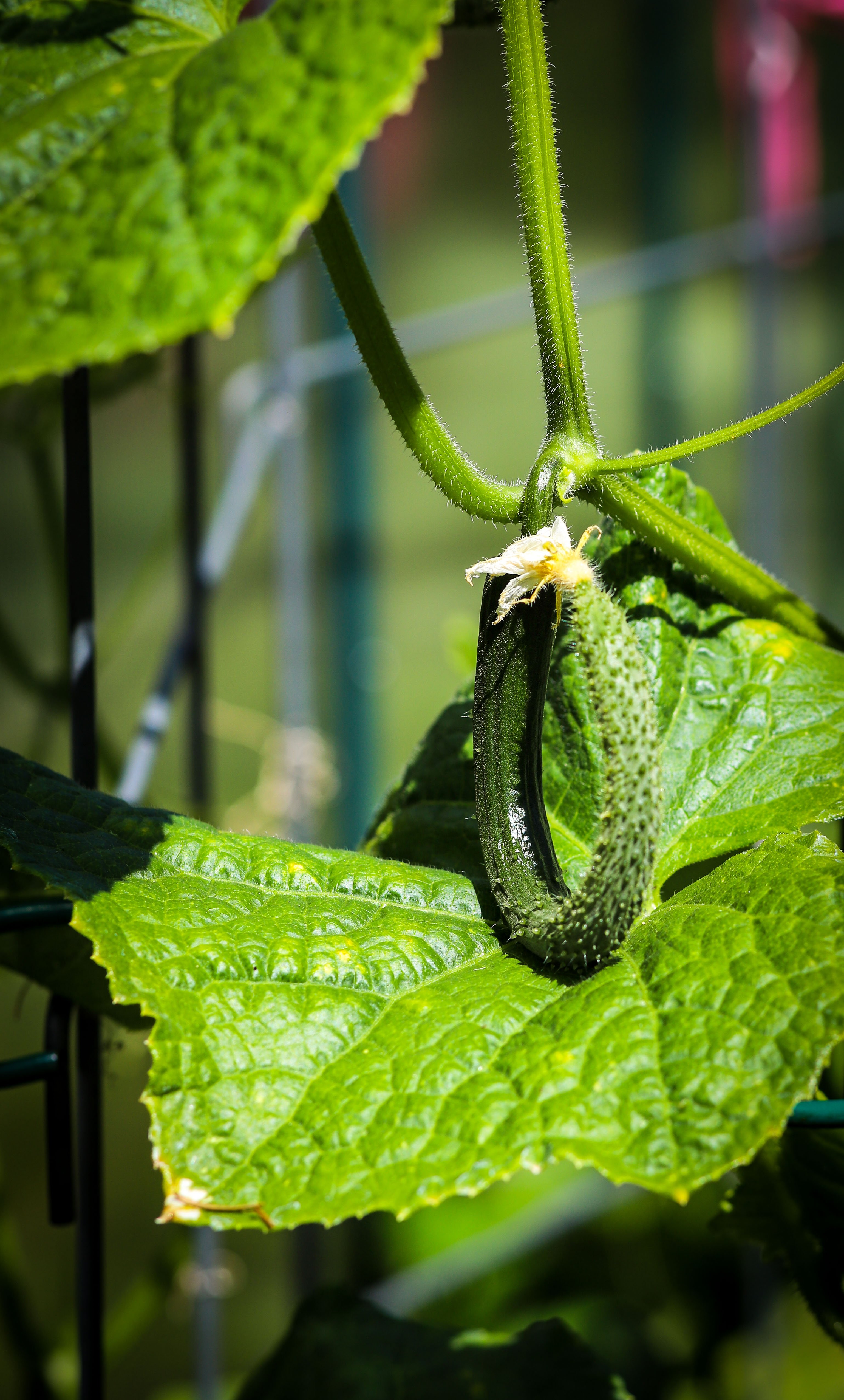 greenhouse cucumber