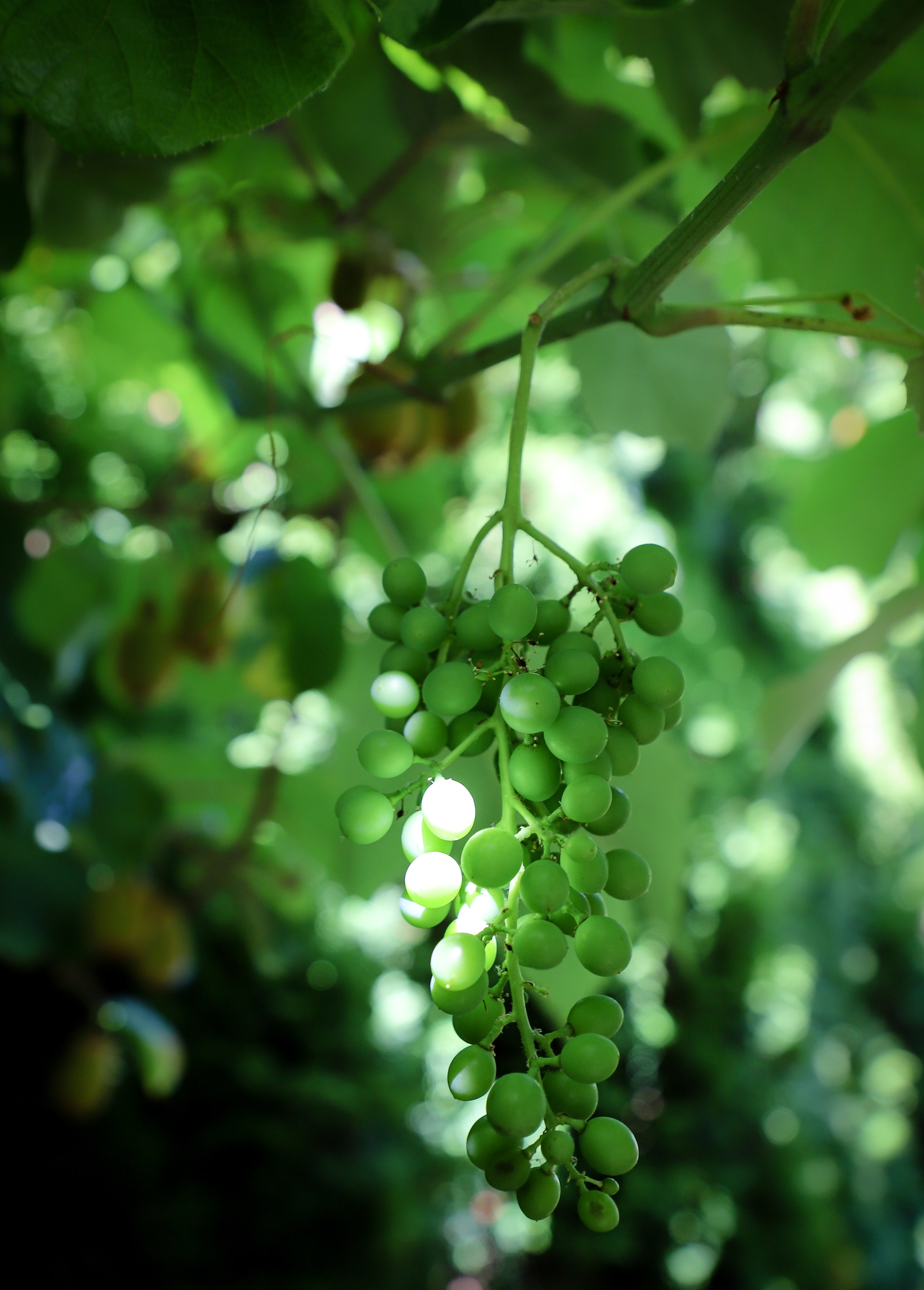 greenhouse grapes