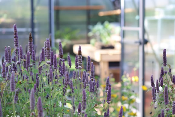 Lavender flowers in front of greenhouse