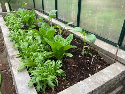 Latest Crop of Lettuce and cauliflower