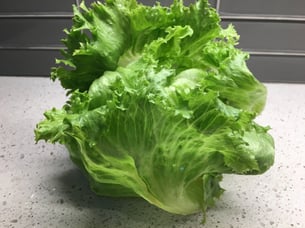 Mature crisphead or ice burg lettuce