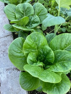 Romaine lettuce is robust and crisp in salads