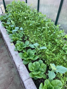 Romaine lettuce is transplanted on edge of arugula and broccoli  (both seeded October 27 directly into greenhouse)