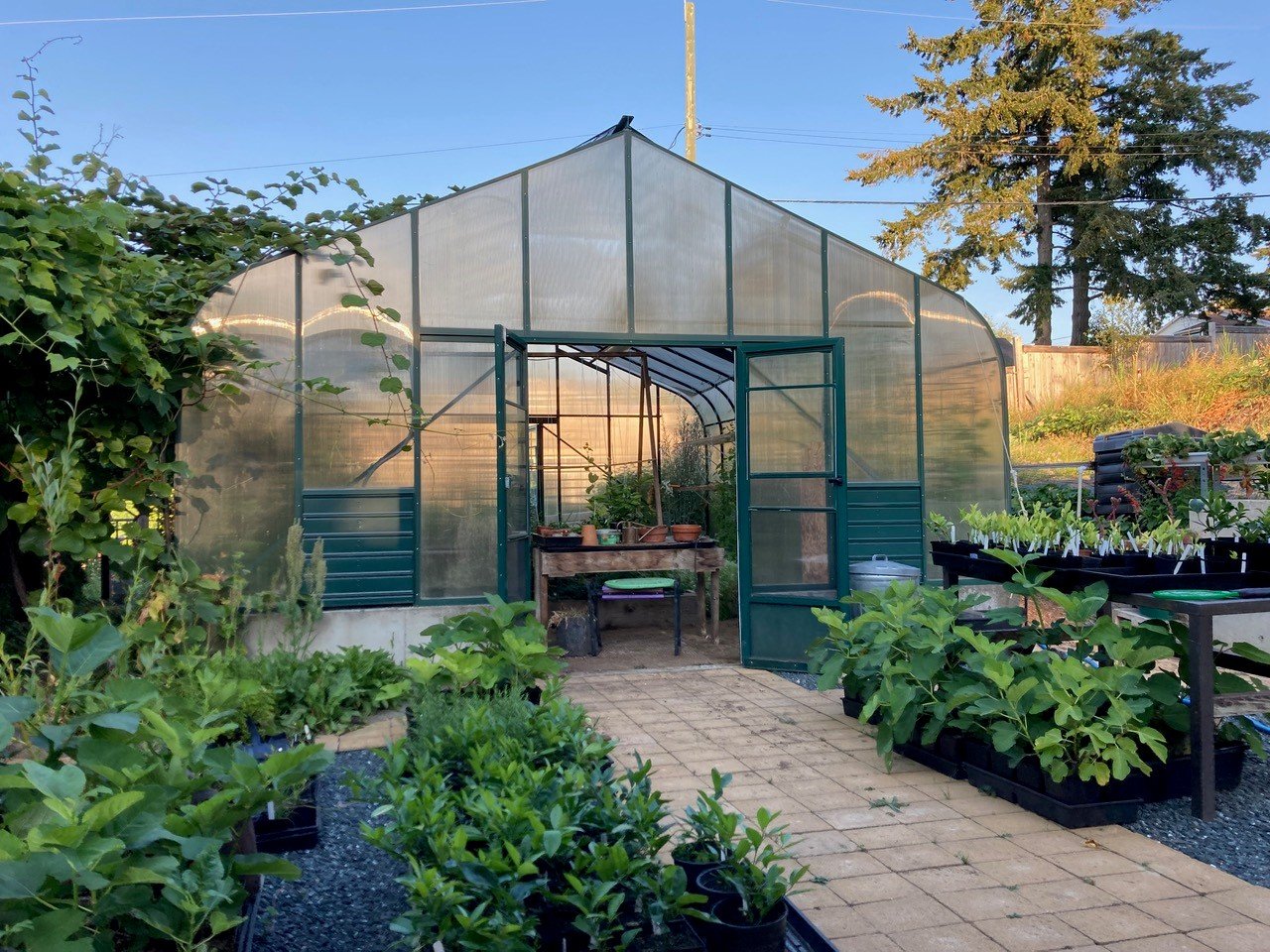 Choosing the Right Greenhouse A Gardener's Journey with BC Greenhouse