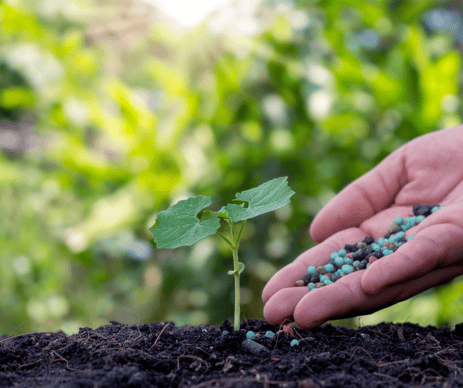 Slow release fertilizer placed on soil