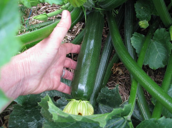 Zucchini