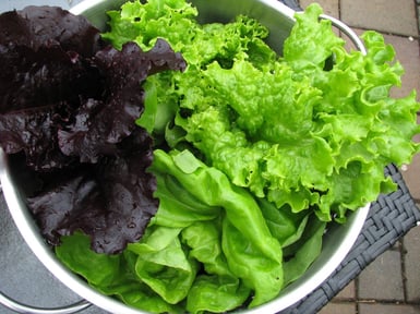 A mixture of lettuce picked from the greenhouse