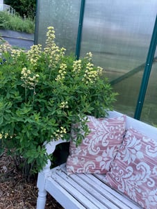 bench outside greenhouse inspires sitting area inside new greenhou