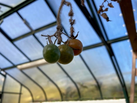 grey mold tomatoes