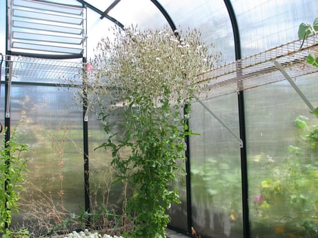 one lettuce plants makes hundreds of seeds after small yellow daisy like blooms