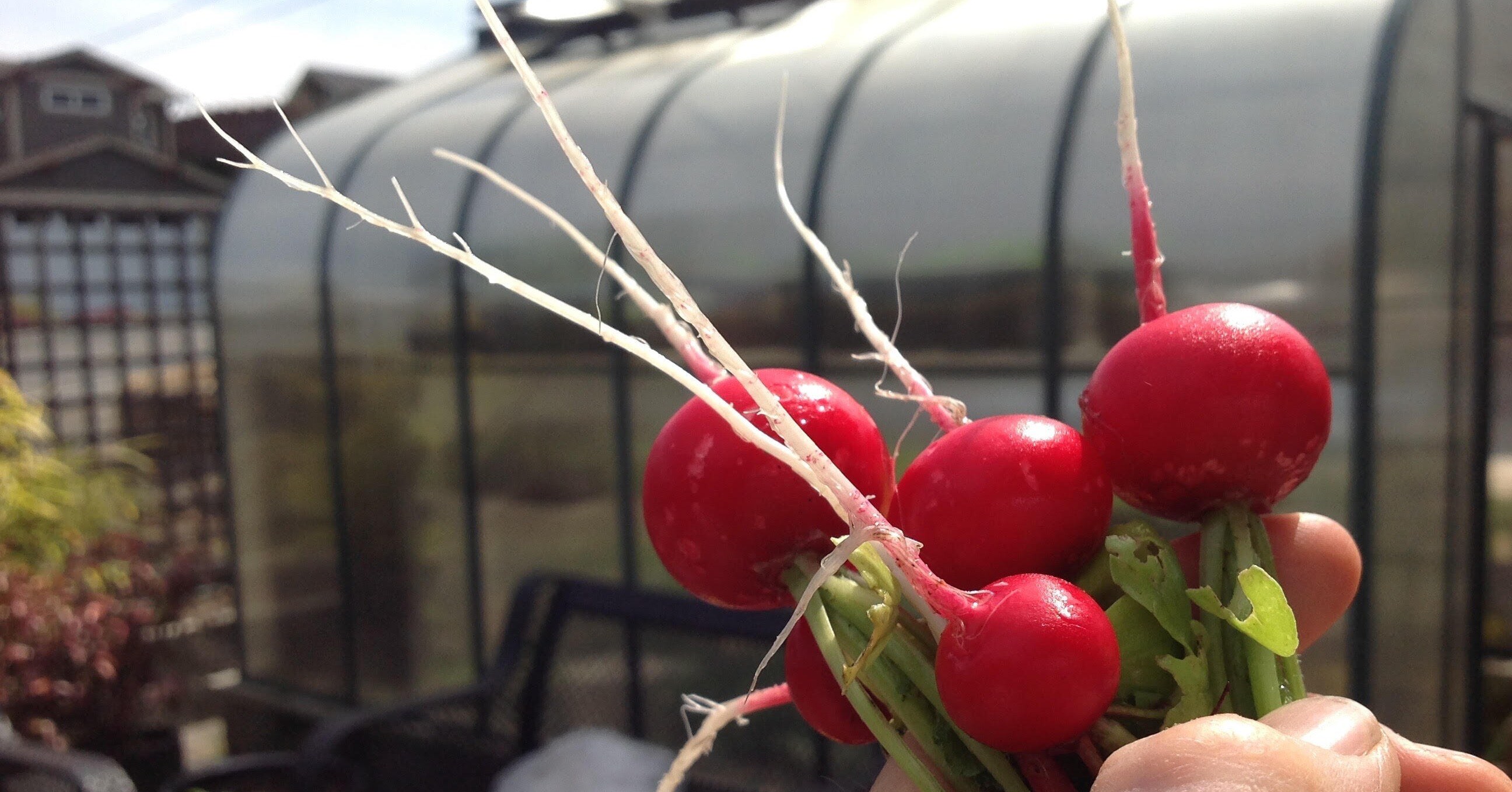 radishes from a greenhouse garden