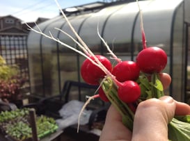 radish