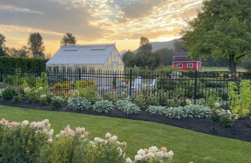 greenhouse-hydrangeas