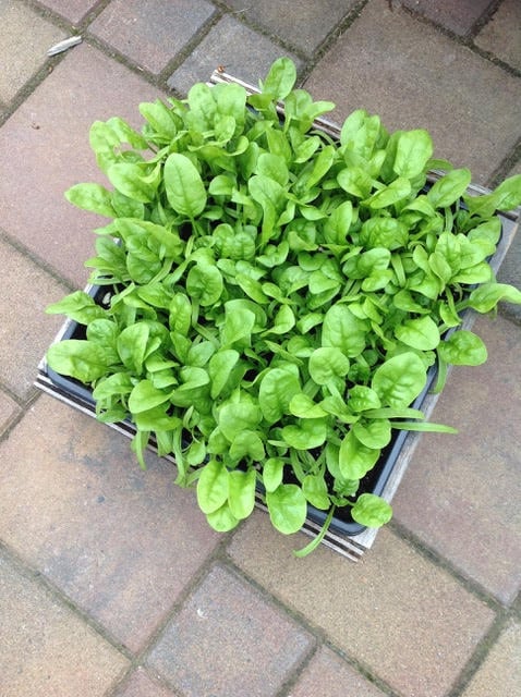 Spinach in baskey ready to be havested