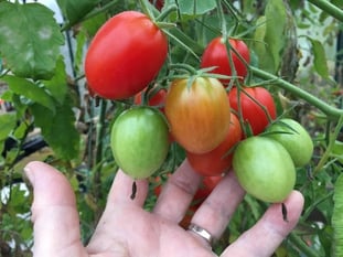 tomatoes