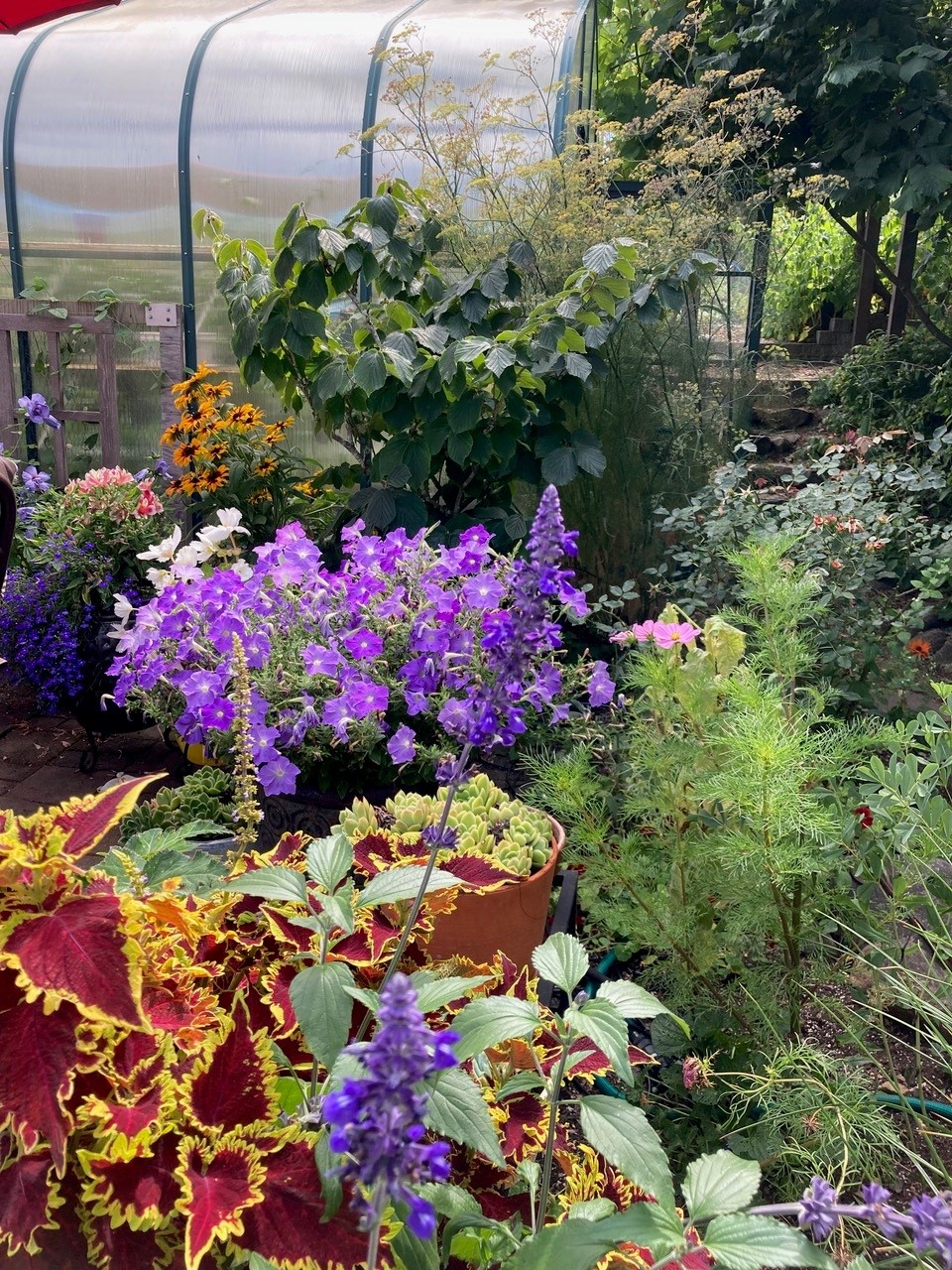 Greenhouse with flowers growing around it.