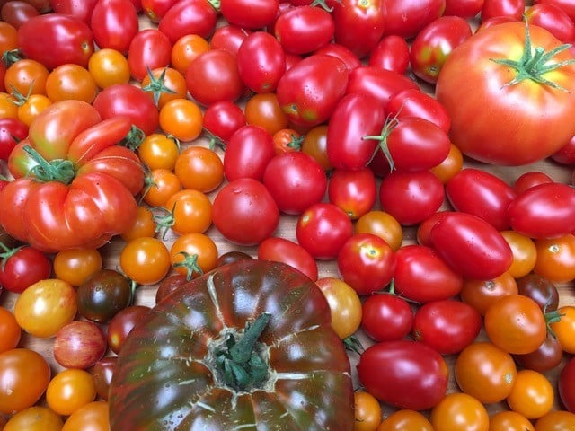 a variety of tomatoes that were grown in a greenhouse
