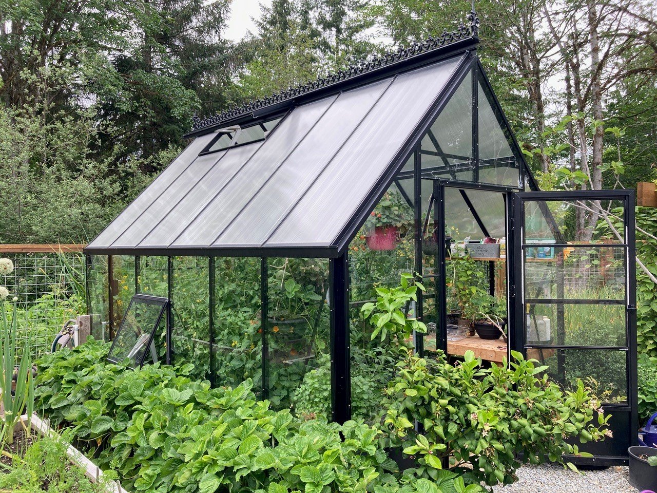 Cape Cod Greenhouse with leafy greens growing around it and inside the greenhouse. 