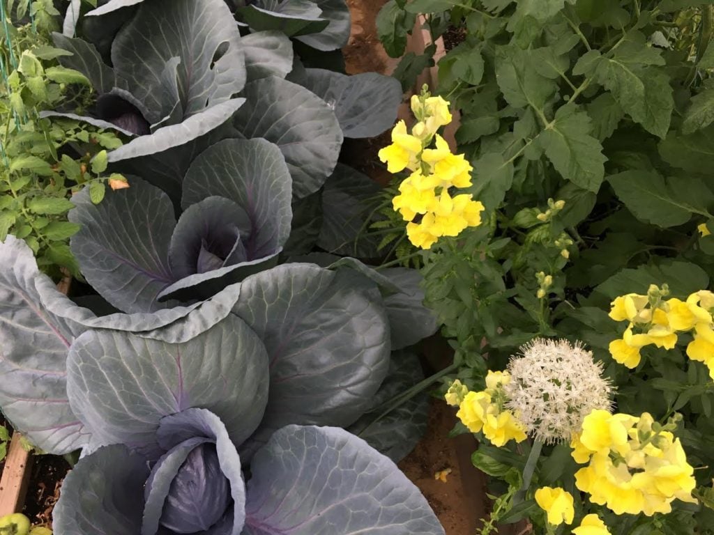 Cabbage growing amongst flowers.