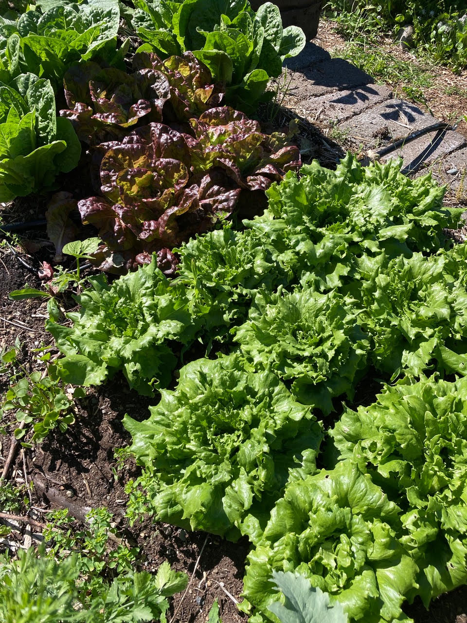 Lettuce growing in garden