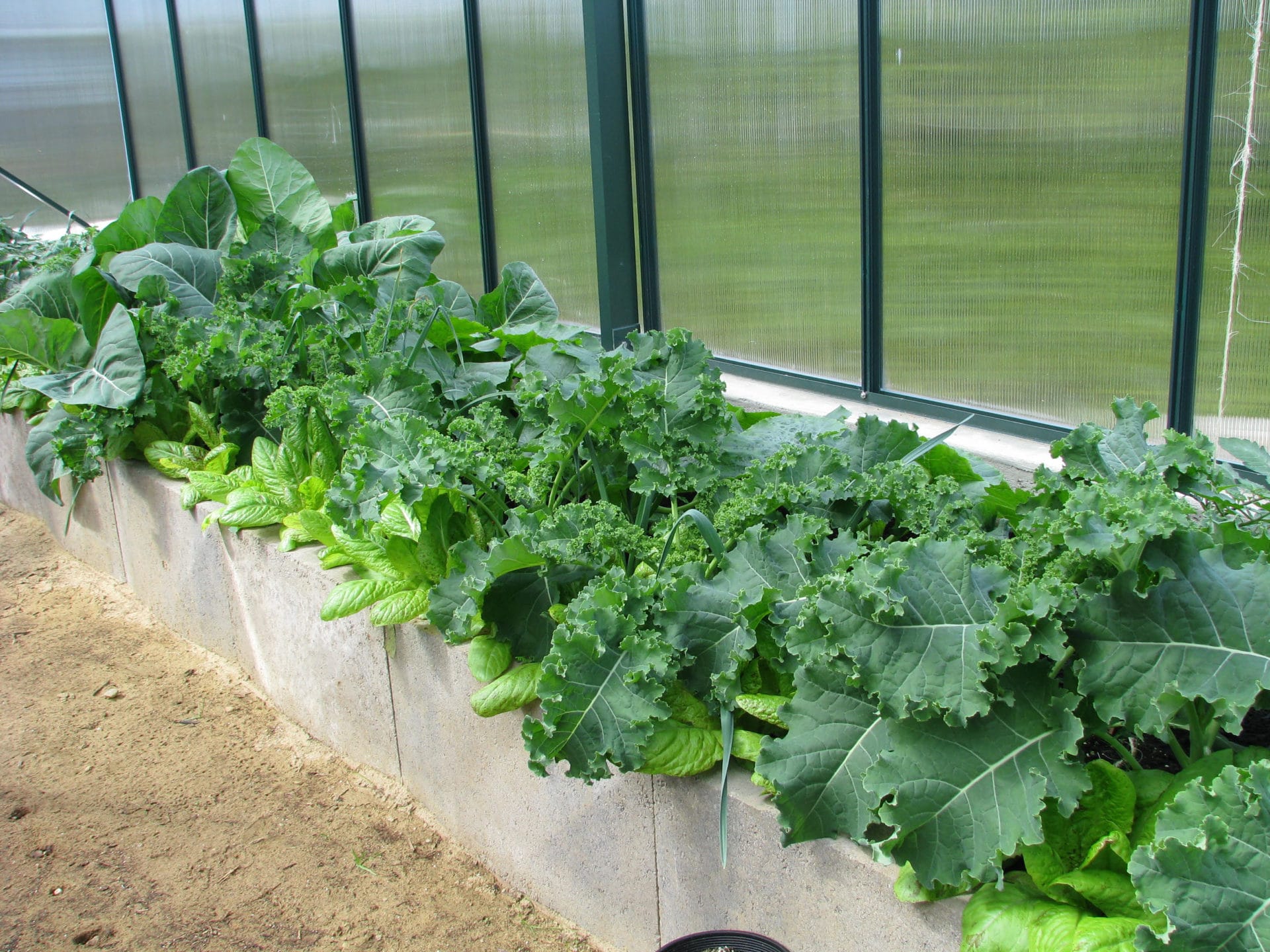 Kale and other greenhouse green vegetables