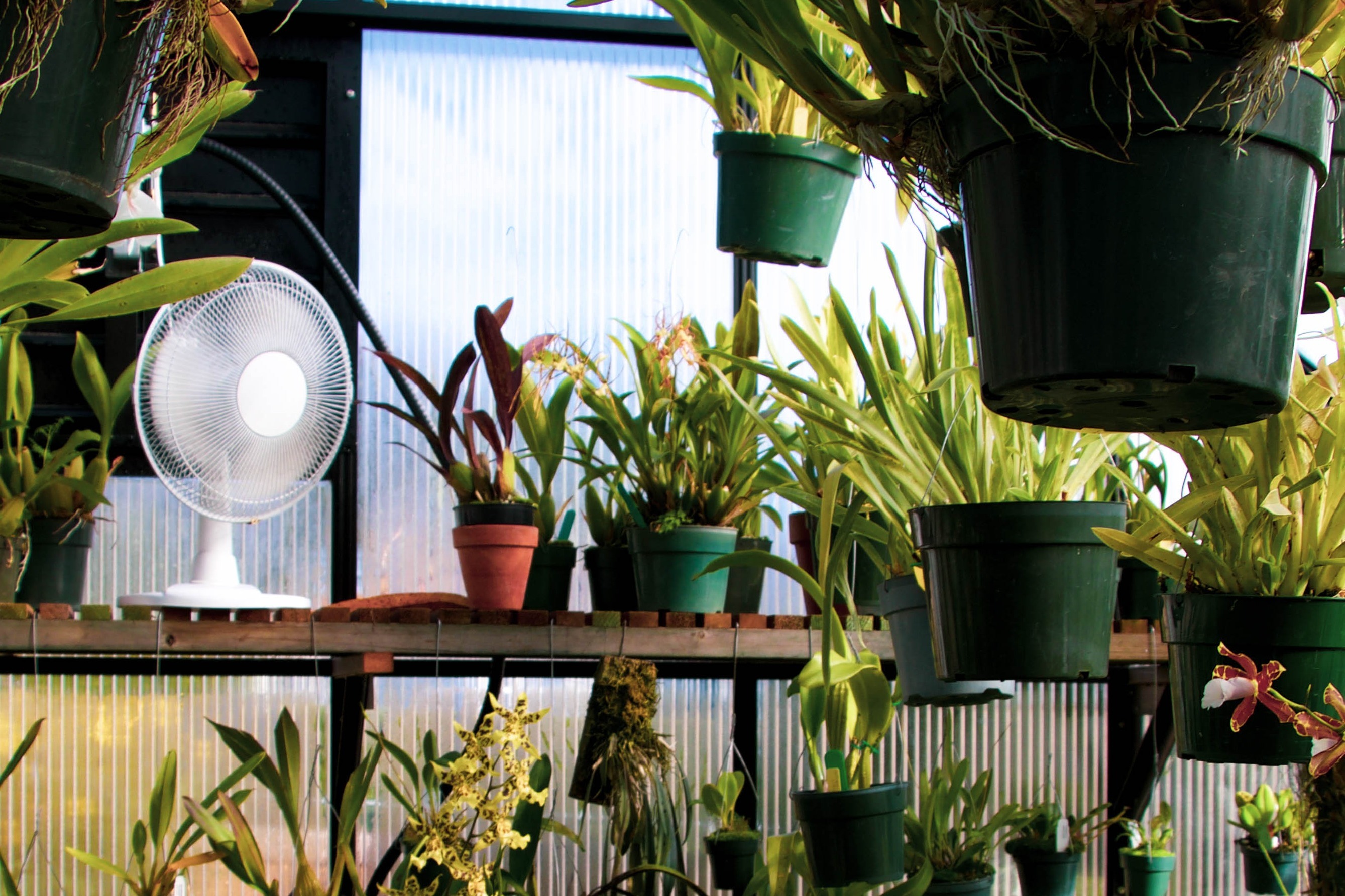 Fun in a summer greenhouse filled with tropical plants
