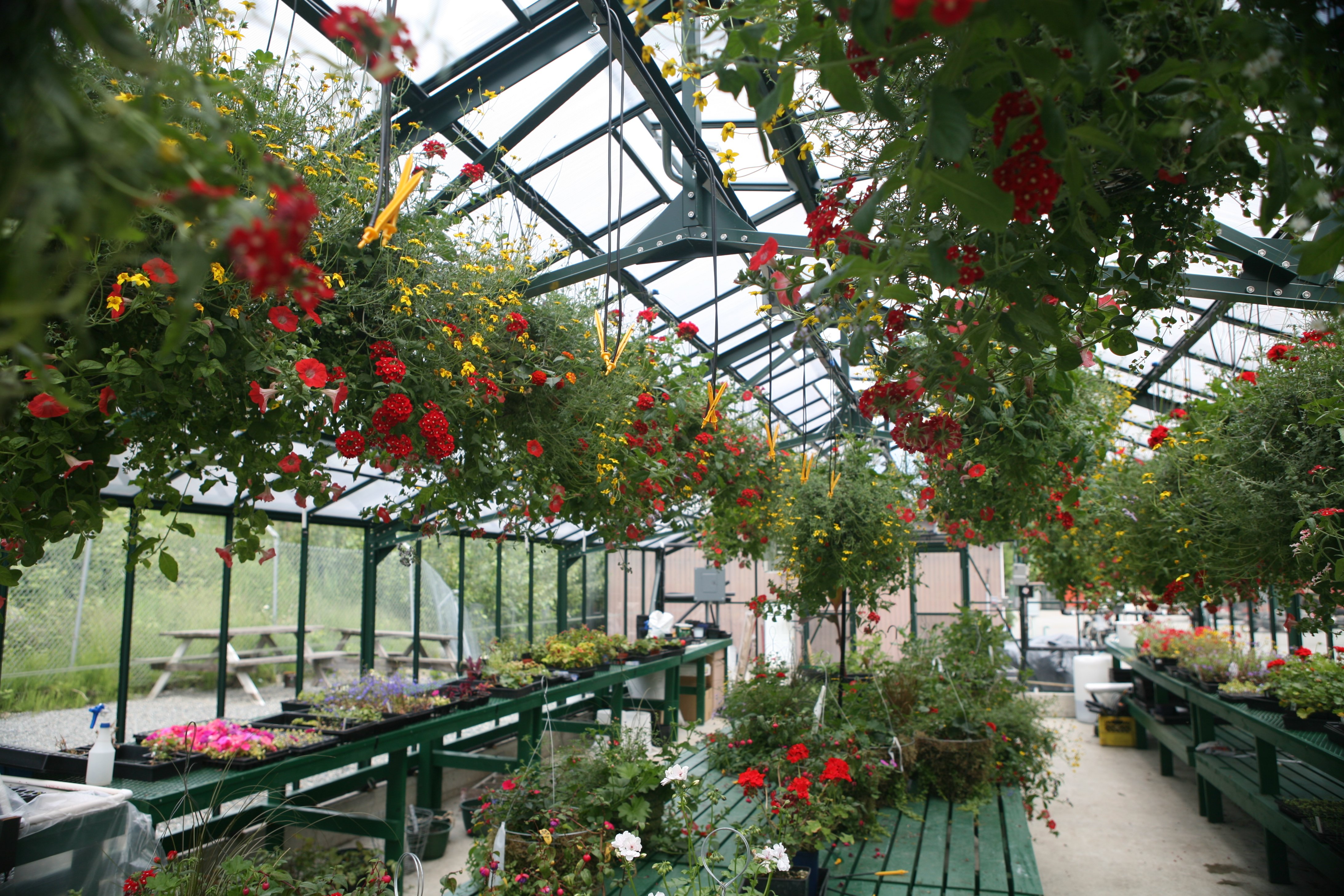 hanging planters in a greenhouse