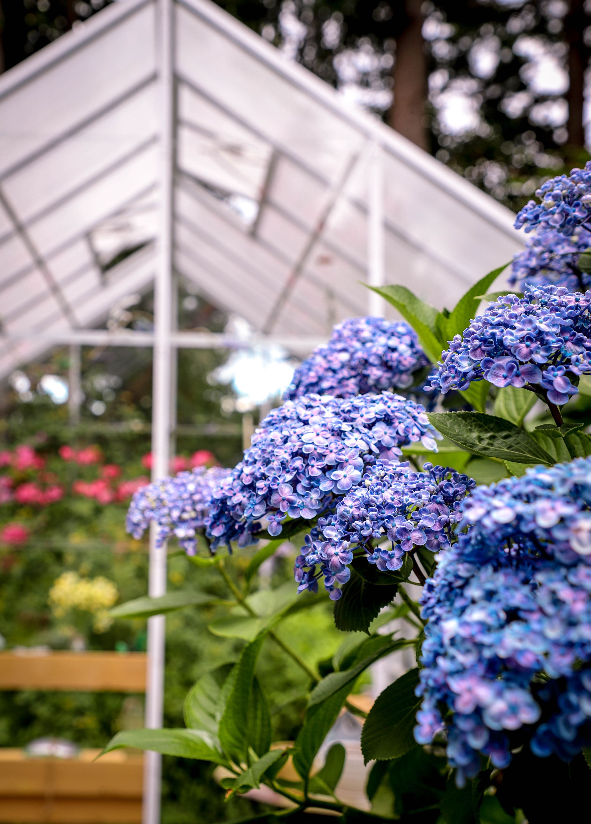 hydrangeas in front of white bc greenhouse