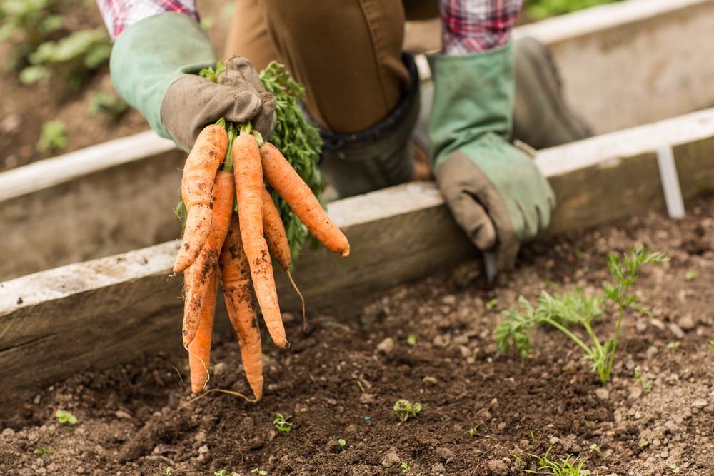 carrots being pulled from the ground in a greenhouse garden