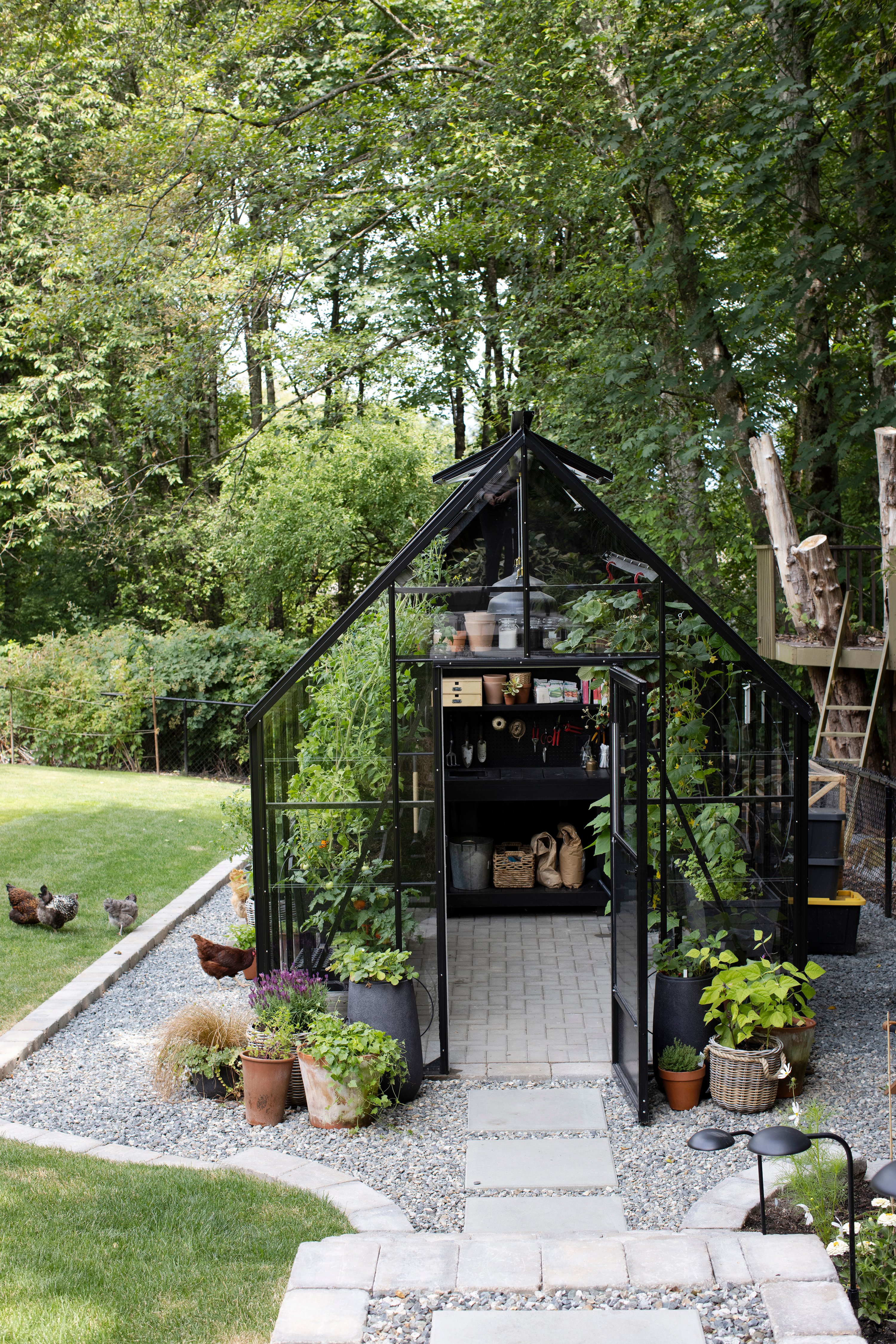 chickens out to the left of black greenhouse with door open to see tomatoes plants inside